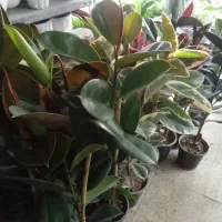 گل گلخانه|گل و گیاه طبیعی|ارومیه, |دیوار