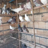 کبوتر چملگی وتکی چ ا ه س ت ا ن|پرنده|بندرعباس, |دیوار