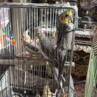 طوطی عروس|پرنده|اقبالیه, |دیوار