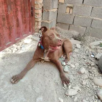 پیت بول نر اصیل، 13 ماهه، واکسینه|سگ|رامیان, |دیوار