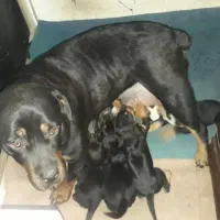 واگذاری توله روتوایلر  دوماه