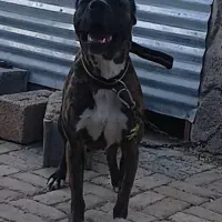 سگ لاس پیتبول حامله