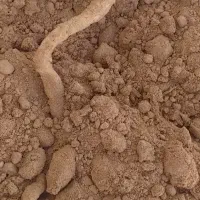گل باغچه ممتاز تضمین شادابی درختان شما