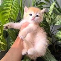 گربه های لوکس iran cats|گربه|کیش, |دیوار