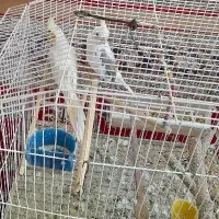 عروس هلندی|پرنده|شیراز, دکتر حسابی|دیوار
