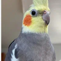 سلام معاوضه سه عدد عروس هلندی بامینا سخنگو