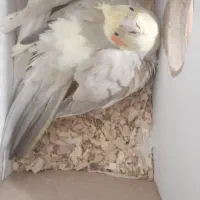 جفت عروس هلندی نر و ماده