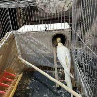 جفت عروس هلندی لتینو مولد باقفس لوازم 1500|پرنده|مشهد, شهید بصیر|دیوار