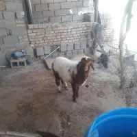 اهواز حمیدیه