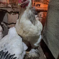 مرغ و خروس برهما لایت|حیوانات مزرعه|رستمکلا, |دیوار