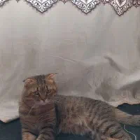 گربه|گربه|رفسنجان, |دیوار