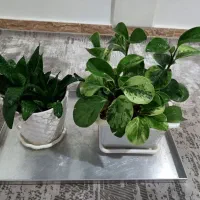 گل طبیعی شاداب