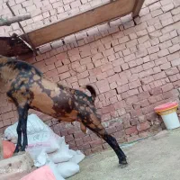 نری پاکستانی اصل
