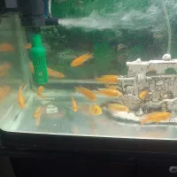 آکواریوم شیشه خم شرکتی پمپ بخاری تصفیه ۲۳عدد ماهی|ماهی|گلستان (تهران), |دیوار