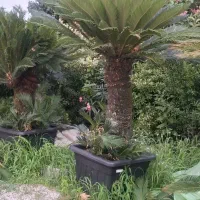 فروش سیکاس