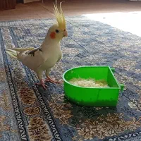 عروس هلندی نر دوکت