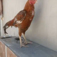 خروس لاری اصیل