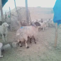 حمیدیه|حیوانات مزرعه|اهواز, کوی باهنر|دیوار