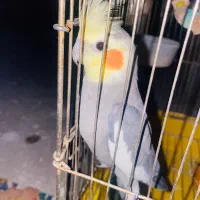 عروس هلندی گمشده