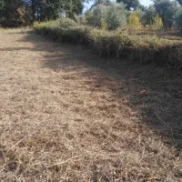 علفتراشی وتمشک تراشی بابهترین کیفیت عالی کار