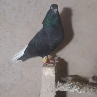 جفت سیاه دم سفید درجه یک