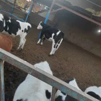 فروش گوساله و تلیسه