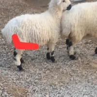 گوسفند چاق پروار|حیوانات مزرعه|نیمروز, |دیوار