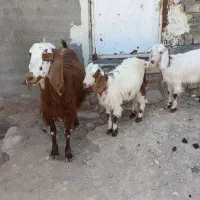بز درجه یک شیرا با دو بزغاله