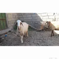 سلام دو تا میش گله قلم دار