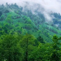 فروش زمین ۱۱هزار متری جنگلی در شفت