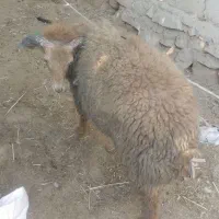 گوسفند و چهارتابره