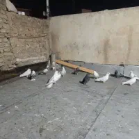 کبوتر پرشی