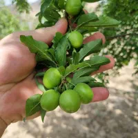 1000 متر باغ ده ساله با چاه آب معاوضه با ماشین