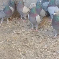 کفترپرصدادار