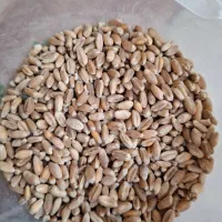 گندم بوجاری شده