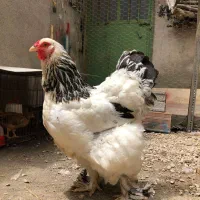 مرغ برهما اصیل. کیفیت عالی