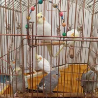 عروس هلندی