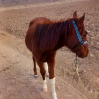 کره‌اسب‌نر‌|اسب و تجهیزات اسب‌سواری|بجنورد, |دیوار