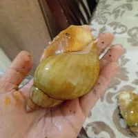 حلزون آلبینو