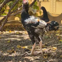 لاری|حیوانات مزرعه|خمینیشهر, |دیوار