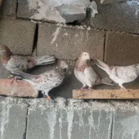 تعدادی کفتر نقش