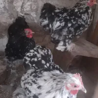 مرغو خروس کوشین