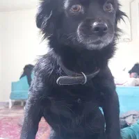 اشپیتزماده۲ساله