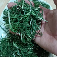 چوبان کبریتی نرم و نازک یا همان اینجیبیر