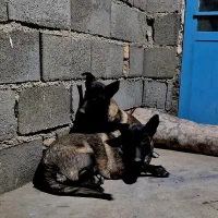 مالینویز|سگ|رامشه, |دیوار