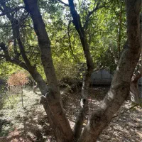 باغچه ۱۰۱۳واقع در زیبادشت|فروش خانه و ویلا|محمدشهر, زیبادشت|دیوار