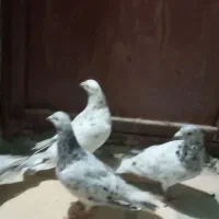 کبوتر سرور ۲۵۰