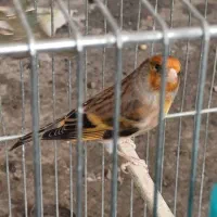 سهره قناری دهن سهره لر