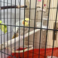 قفس و پرنده|پرنده|کرج, شهرک بنفشه|دیوار