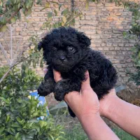 توله سگ توی پودل